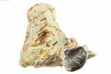 Baby Carcharodontosaurus Tooth in Situ -Dekkar Formation, Morocco #299118-1